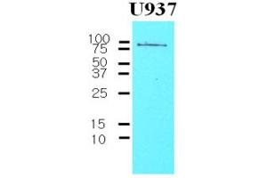 Western Blotting (WB) image for anti-CD44 (CD44) antibody (ABIN361027) (CD44 Antikörper)