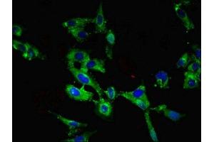 Immunofluorescent analysis of Hela cells using ABIN7168440 at dilution of 1:100 and Alexa Fluor 488-congugated AffiniPure Goat Anti-Rabbit IgG(H+L)