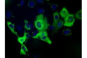 Anti-IGF2BP2 mouse monoclonal antibody (ABIN2453173) immunofluorescent staining of COS7 cells transiently transfected by pCMV6-ENTRY IGF2BP2 (RC205673). (IGF2BP2 Antikörper)