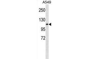 CHSY3 Antibody (Center) (ABIN1881202 and ABIN2838930) western blot analysis in A549 cell line lysates (35 μg/lane). (CHSY3 Antikörper  (AA 531-560))