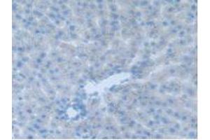 IHC-P analysis of Rat Liver Tissue, with DAB staining. (CEACAM1 Antikörper  (AA 36-145))