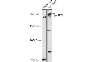 Western blot analysis of extracts of various cell lines, using TET1 antibody (ABIN3022030, ABIN3022031, ABIN3022032, ABIN1513597 and ABIN6218576) at 1:1000 dilution. (TET1 Antikörper)