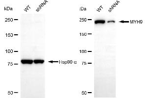 Western blotting analysis using MYH9 antibody (ABIN7799519).