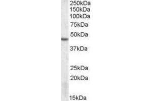 ABIN570989 (1µg/ml) staining of MOLT4 lysate (35µg protein in RIPA buffer).