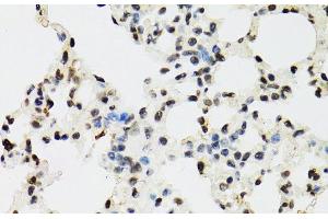 Immunohistochemistry of paraffin-embedded Mouse lung using EDF1 Polyclonal Antibody at dilution of 1:100 (40x lens). (EDF1 Antikörper)