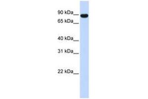 Image no. 1 for anti-A Kinase (PRKA) Anchor Protein 8 (AKAP8) (AA 576-625) antibody (ABIN6742211) (AKAP8 Antikörper  (AA 576-625))