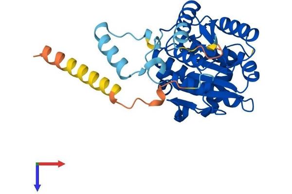 RDH14 Protein (AA 1-334) (His tag)