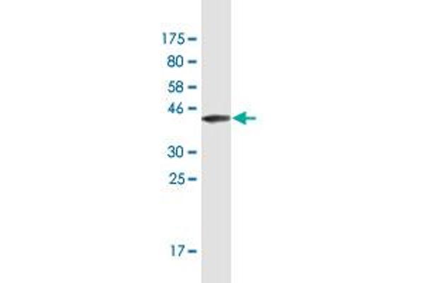 Gastrin-Releasing Peptide Antikörper  (AA 1-148)