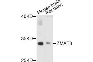 Western blot analysis of extracts of various cell lines, using ZMAT3 antibody (ABIN1876200) at 1:1000 dilution. (ZMAT3 Antikörper)