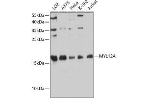 MYL12A Antikörper  (AA 92-171)