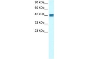 Western Blotting (WB) image for anti-Olfactory Receptor, Family 13, Subfamily C, Member 9 (OR13C9) antibody (ABIN2460312) (OR13C9 Antikörper)