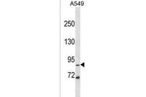 Z Antibody (N-term) (ABIN1539147 and ABIN2849839) western blot analysis in A549 cell line lysates (35 μg/lane).