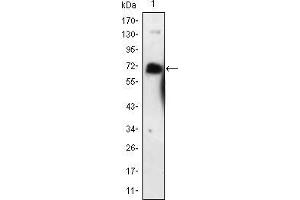 Western blot analysis using NGFR mouse mAb against NGFR-hIgGFc transfected HEK293 cell lysate. (NGFR Antikörper)