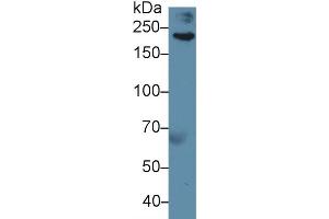 Western Blot; Sample: Human Serum; Primary Ab: 5µg/ml Rabbit Anti-Human FLNb Antibody Second Ab: 0.