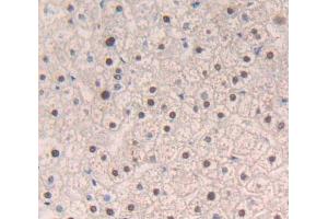 IHC-P analysis of Human Tissue, with DAB staining. (NR1H3 Antikörper  (AA 95-434))