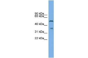 WB Suggested Anti-B3GAT3 Antibody Titration: 0. (B3GAT3 Antikörper  (N-Term))