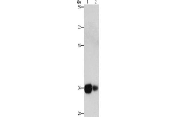 UCHL5 Antikörper