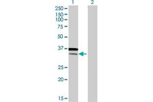 Western Blot analysis of ATF6 expression in transfected 293T cell line by ATF6 MaxPab polyclonal antibody. (ATF6 Antikörper  (AA 1-202))