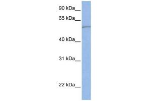 SLC22A11 antibody used at 1 ug/ml to detect target protein. (SLC22A11 Antikörper)