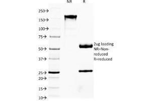 SDS-PAGE Analysis of Purified, BSA-Free FOXA1 Antibody (clone FOXA1/1514). (FOXA1 Antikörper  (AA 372-472))