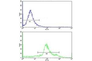 Flow Cytometry (FACS) image for anti-Argininosuccinate Synthase 1 (ASS1) (AA 192-221) antibody (ABIN3030022)