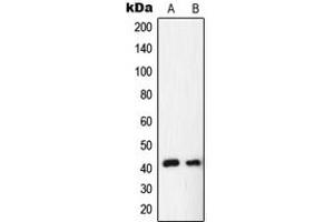 Western blot analysis of NR2F6 expression in HepG2 (A), rat liver (B) whole cell lysates. (NR2F6 Antikörper  (N-Term))