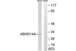Western blot analysis of extracts from RAW264. (ABHD14A Antikörper)