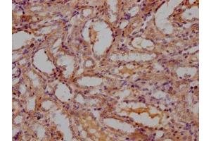 IHC image of ABIN7140255 diluted at 1:300 and staining in paraffin-embedded Rat kidney tissue performed on a Leica BondTM system. (LBP Antikörper  (AA 250-264))