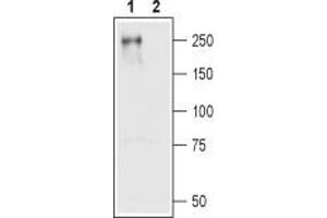 Western blot analysis of CaV1. (CACNA1C Antikörper  (Intracellular))