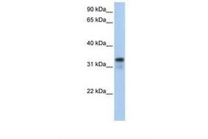 Image no. 1 for anti-Glycine-N-Acyltransferase-Like 2 (GLYATL2) (AA 110-159) antibody (ABIN6739466) (GLYATL2 Antikörper  (AA 110-159))