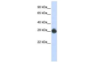 Western Blotting (WB) image for anti-KIT Ligand (KITLG) antibody (ABIN2458836) (KIT Ligand Antikörper)