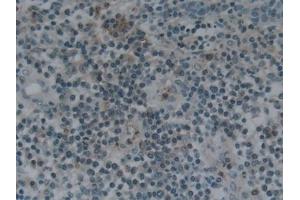 Immunohistochemistry (IHC) image for anti-Nephronectin (NPNT) (AA 418-565) antibody (ABIN7436474)