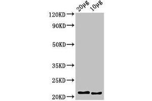 Western Blot Positive WB detected in: Zebrafish tissue 20 μg, 10 μg, All lanes: hist2h2l antibody at 3. (HIST2H2L Antikörper  (AA 2-126))