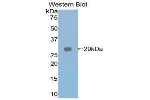 Western Blotting (WB) image for anti-Galactose 3-O-Sulfotransferase 1 (GAL3ST1) (AA 215-423) antibody (ABIN1858950) (GAL3ST1 Antikörper  (AA 215-423))