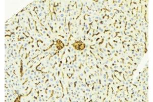 ABIN6275888 at 1/100 staining Mouse liver tissue by IHC-P. (Cathepsin D Antikörper  (C-Term))