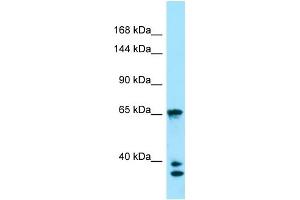 WB Suggested Anti-PACS1 Antibody Titration: 1. (PACS1 Antikörper  (C-Term))