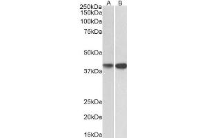 ABIN5539800 (0. (EXOG Antikörper  (C-Term))
