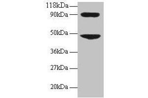 Western blot All lanes: CCL7 antibody at 2 μg/mL + 293T whole cell lysate Secondary Goat polyclonal to rabbit IgG at 1/15000 dilution Predicted band size: 12 kDa Observed band size: 48, 90 kDa (CCL7 Antikörper  (AA 24-99))
