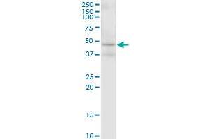 MAP2K2 MaxPab polyclonal antibody. (MEK2 Antikörper  (AA 1-400))