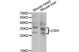 Western blot analysis of extracts of various cell lines, using CISH antibody (ABIN5973711) at 1/1000 dilution. (CISH Antikörper)