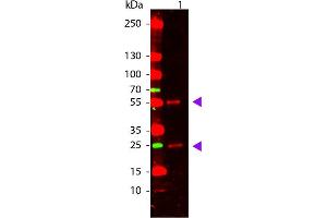 Western Blot of Goat anti-Mouse IgG Pre-Absorbed Atto 655 Conjugated Antibody. (Ziege anti-Maus IgG (Heavy & Light Chain) Antikörper (Atto 655) - Preadsorbed)