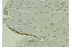ABIN6278745 at 1/100 staining Mouse muscle tissue by IHC-P. (PCBP1 Antikörper  (Internal Region))