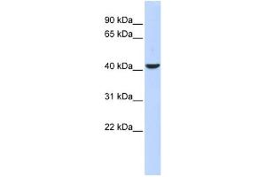 WB Suggested Anti-MEF2B Antibody Titration:  0. (MEF2B Antikörper  (Middle Region))