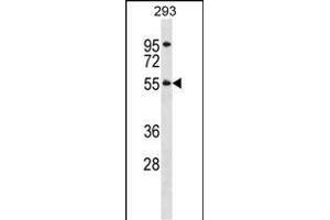 TTC8 Antibody (N-term) (ABIN1539117 and ABIN2848513) western blot analysis in 293 cell line lysates (35 μg/lane). (TTC8 Antikörper  (N-Term))