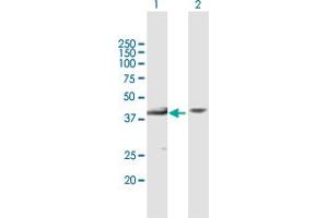 Western Blot analysis of MBIP expression in transfected 293T cell line by MBIP MaxPab polyclonal antibody.