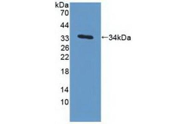 MAPRE1 antibody  (AA 2-268)