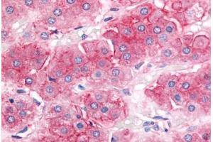 Human Adrenal, Cortex (formalin-fixed, paraffin-embedded) stained with ABCB1 antibody ABIN213616 at 20 ug/ml followed by biotinylated goat anti-rabbit IgG secondary antibody ABIN481713, alkaline phosphatase-streptavidin and chromogen. (ABCB1 Antikörper  (Cytoplasmic Domain))