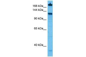 Host:  Rabbit  Target Name:  CGN  Sample Tissue:  Human THP-1 Whole Cell lysates  Antibody Dilution:  1ug/ml (Cingulin Antikörper  (C-Term))