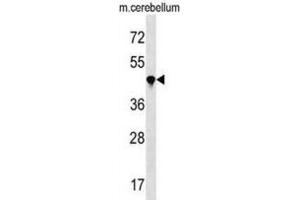Western Blotting (WB) image for anti-Peptidylprolyl Isomerase (Cyclophilin)-Like 4 (PPIL4) antibody (ABIN3000374) (PPIL4 Antikörper)