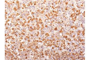 Formalin-fixed, paraffin-embedded human Pituitary Gland stained with ACTH Monoclonal Antibody (AH26 + 57). (POMC Antikörper  (N-Term))